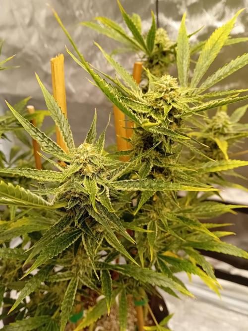 Pablo Escobar Auto Divine Seeds. Week 10