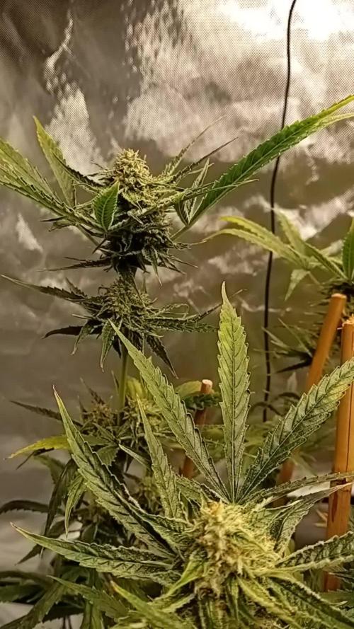 Pablo Escobar Auto Divine Seeds