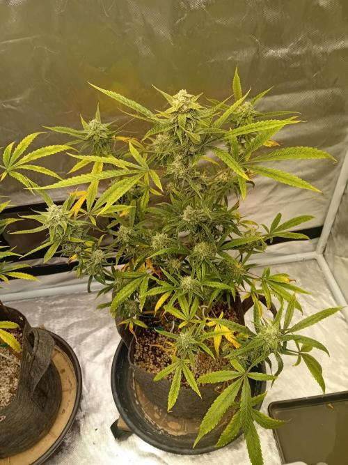 Divine Seeds Auto Fractal. Week 10