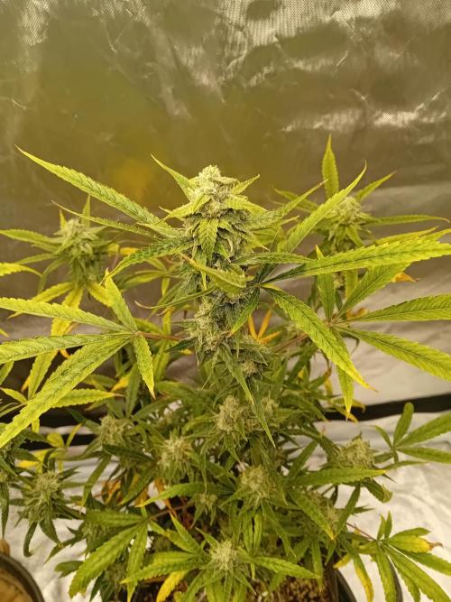 Divine Seeds Auto Fractal. Week 10