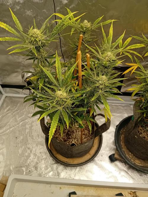 Pablo Escobar Auto Divine Seeds. Week 10