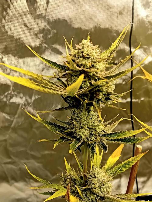 Pablo Escobar Auto Divine Seeds. Week 13