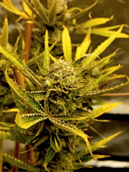 Pablo Escobar Auto Divine Seeds. Week 13