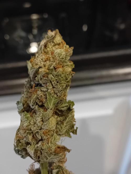 Divine Seeds Auto Fractal. Week 12