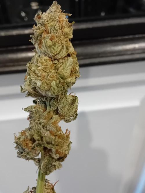 Divine Seeds Auto Fractal. Week 12