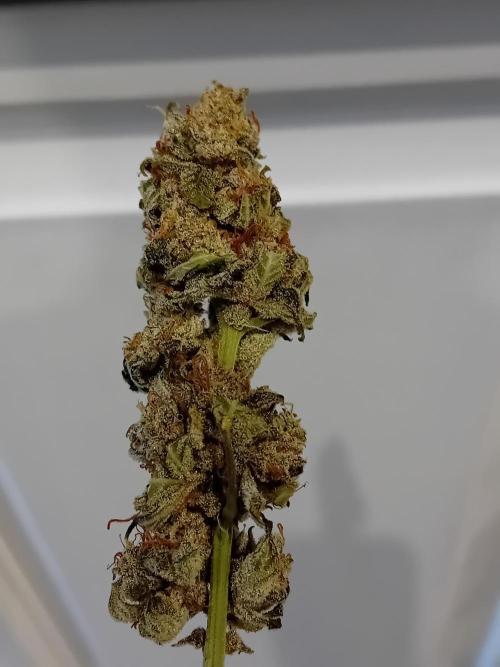 Divine Seeds Auto Fractal. Week 12