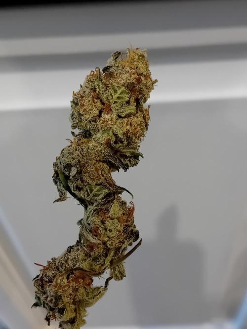 Divine Seeds Auto Fractal. Week 12