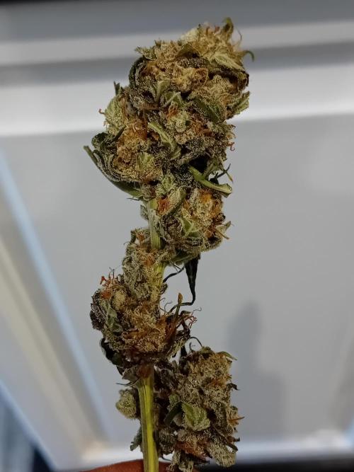 Divine Seeds Auto Fractal. Week 12