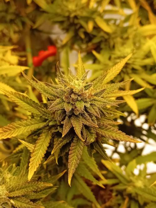 Dank Berry Anesia Seeda. Week 15