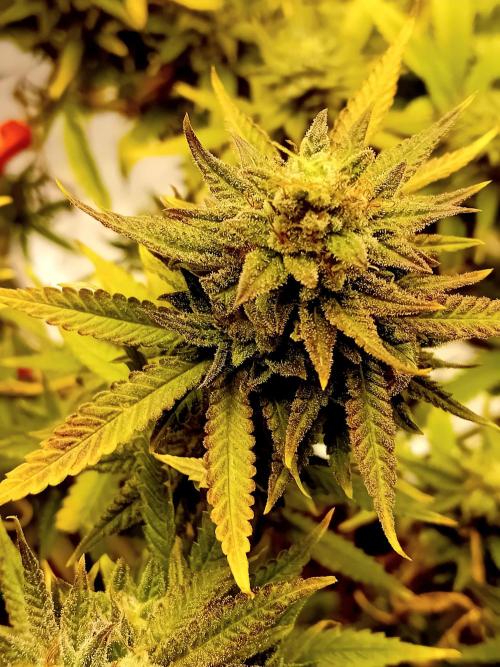 Dank Berry Anesia Seeda. Week 15