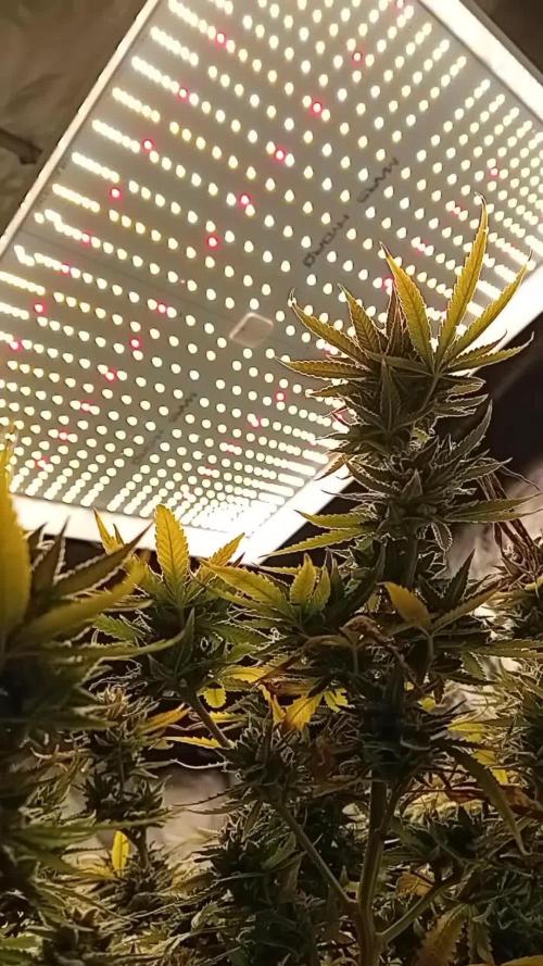 Dank Berry Anesia Seeda