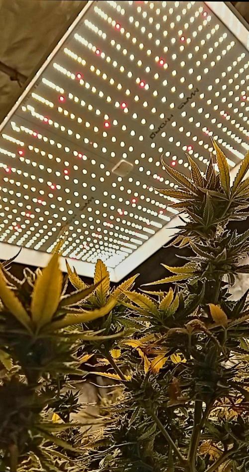 Dank Berry Anesia Seeda. Week 15