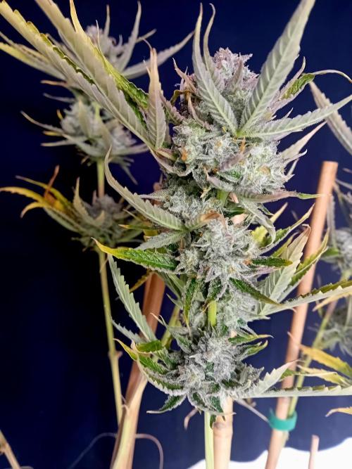 Pablo Escobar Auto Divine Seeds. Week 13