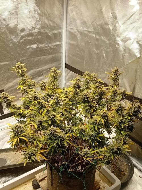 Dank Berry Anesia Seeda. Week 16