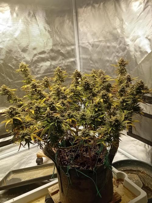 Dank Berry Anesia Seeda. Week 16