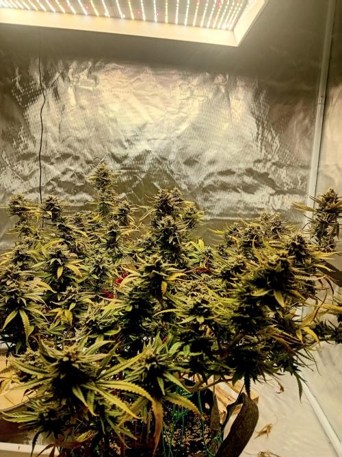 Dank Berry Anesia Seeda. Week 16