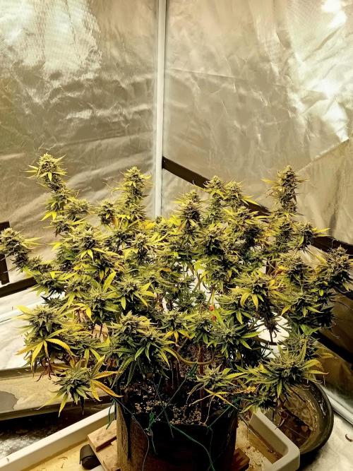 Dank Berry Anesia Seeda. Week 16