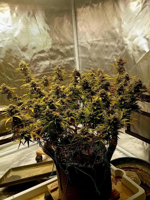 Dank Berry Anesia Seeda. Week 16