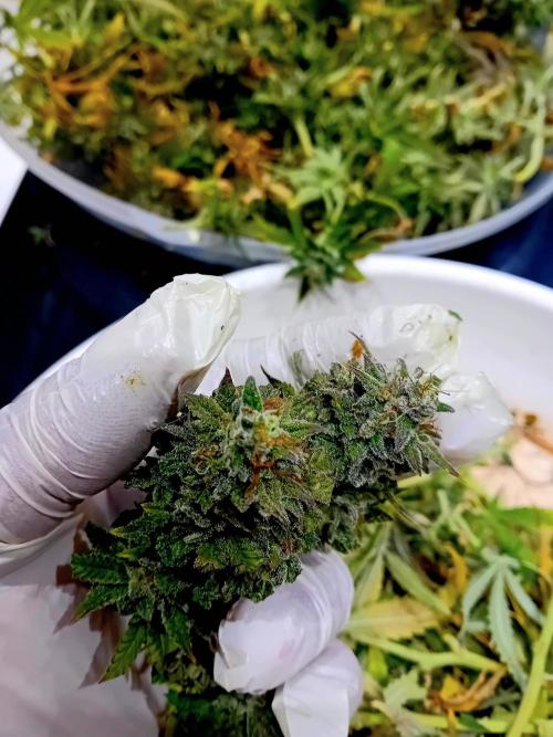 Dank Berry Anesia Seeda. Week 17