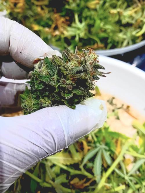 Dank Berry Anesia Seeda. Week 17