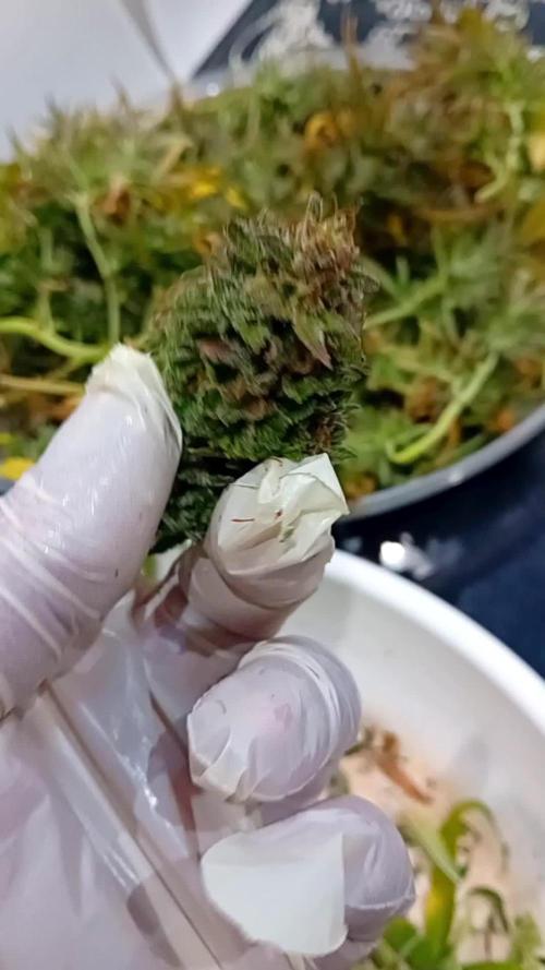 Dank Berry Anesia Seeda