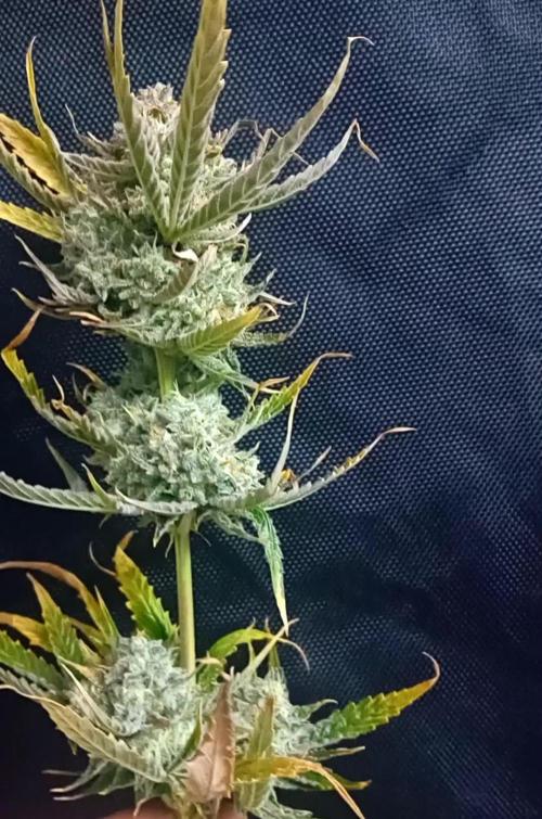 Pablo Escobar Auto Divine Seeds