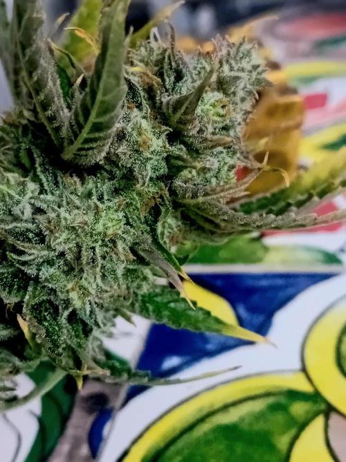 Pablo Escobar Auto Divine Seeds. Week 14