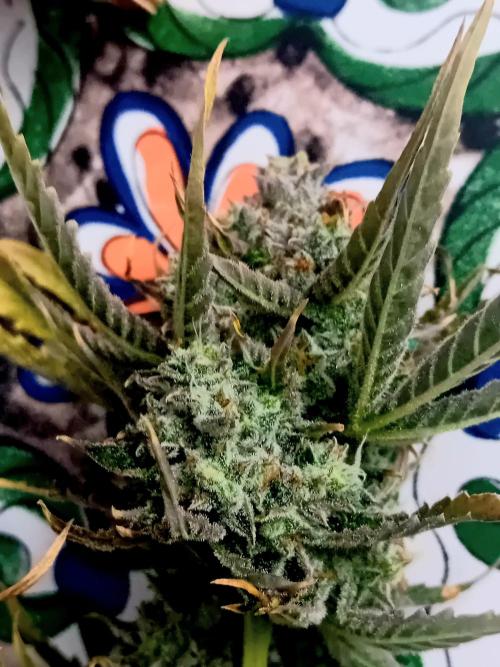 Pablo Escobar Auto Divine Seeds. Week 14