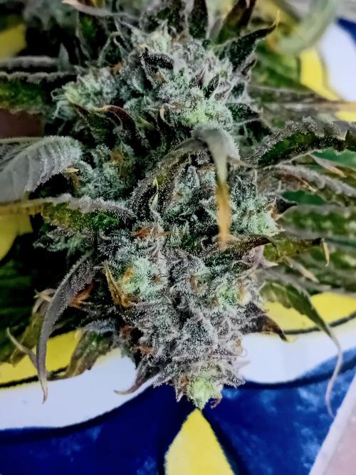 Pablo Escobar Auto Divine Seeds. Week 14