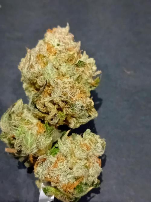 Pablo Escobar Auto Divine Seeds. Week 14