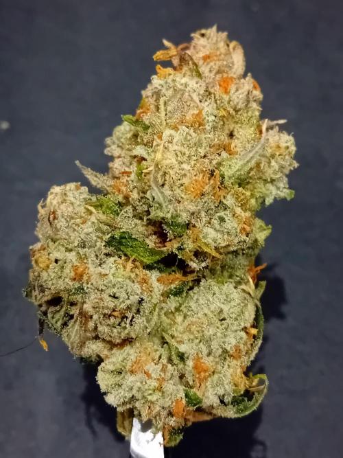 Pablo Escobar Auto Divine Seeds. Week 14