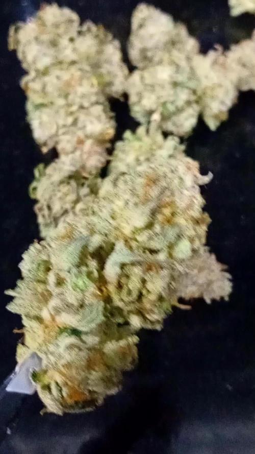 Pablo Escobar Auto Divine Seeds