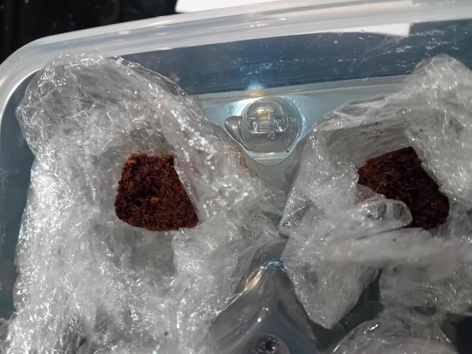 Eternity Grow Cup 2026 Zamnesia/Plagron. Week 0