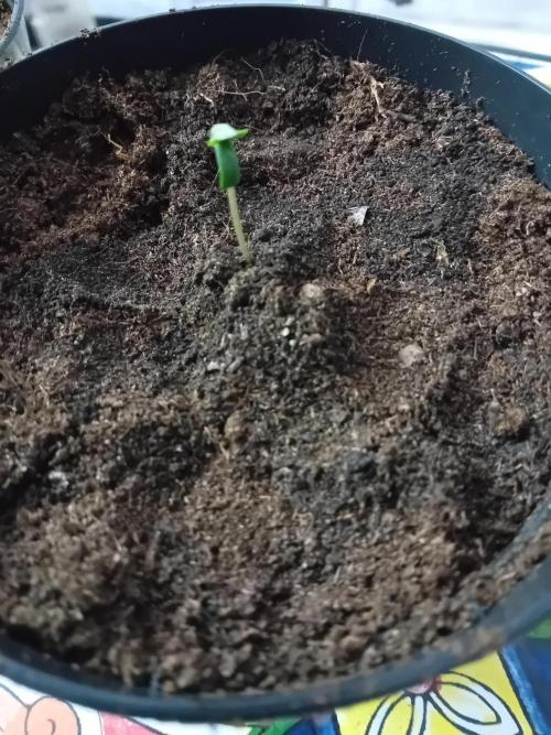 Eternity Grow Cup 2026 Zamnesia/Plagron. Week 1