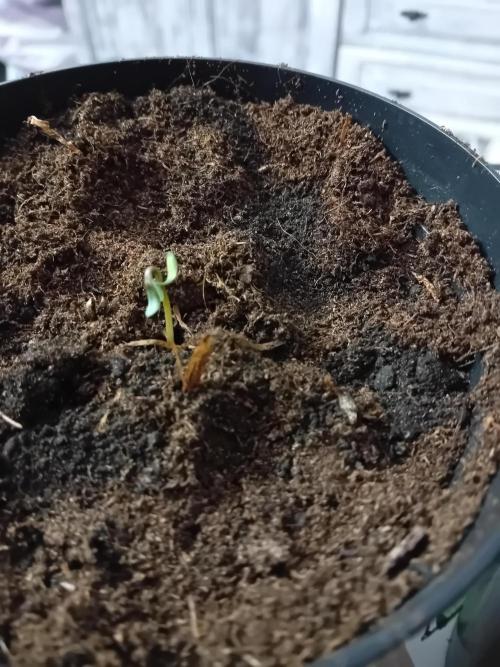 Eternity Grow Cup 2026 Zamnesia/Plagron. Week 1