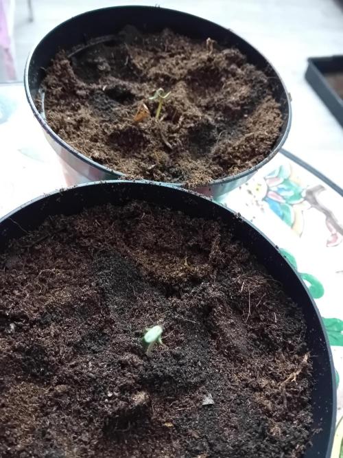 Eternity Grow Cup 2026 Zamnesia/Plagron. Week 1