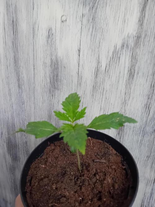 Eternity Grow Cup 2026 Zamnesia/Plagron. Week 2