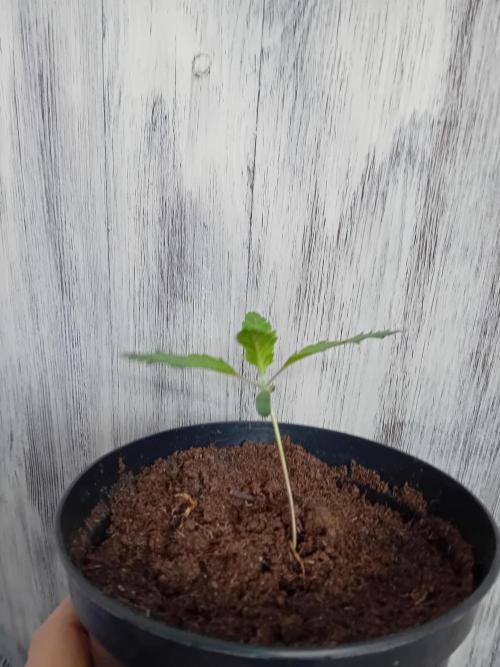 Eternity Grow Cup 2026 Zamnesia/Plagron. Week 2