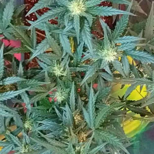 Anesia Seeds x 2 Deep Jealousy Auto 