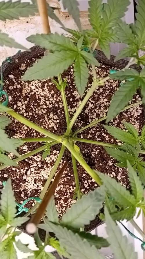 Dank Berry Anesia Seeda