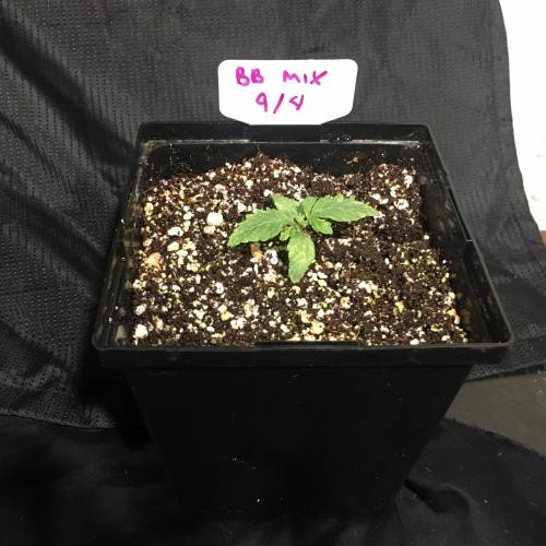 DIY Stealth Grow. Week 1 - Big Buddha Auto Mix #4
