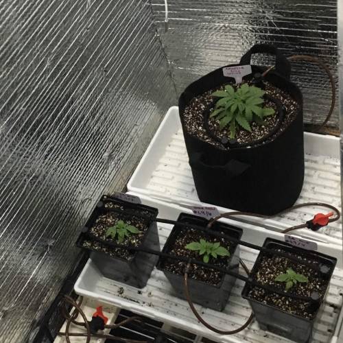 DIY Stealth Grow. Week 1 - DIY drip to waste system.