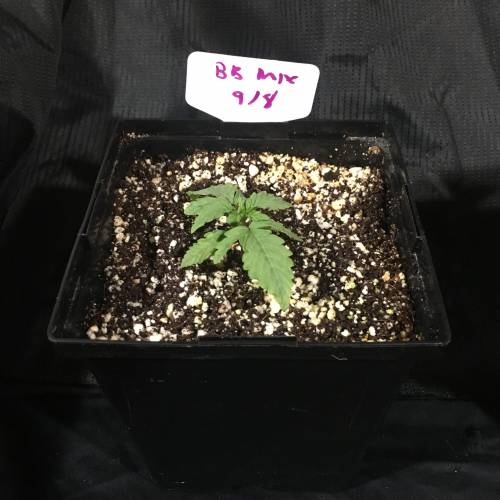 DIY Stealth Grow. Week 1 - Big Buddha Auto Mix #3