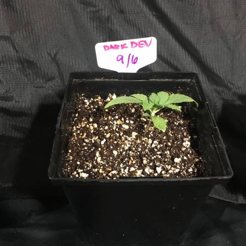 DIY Stealth Grow. Week 1 - Sweet Seeds Dark Devil Auto #2