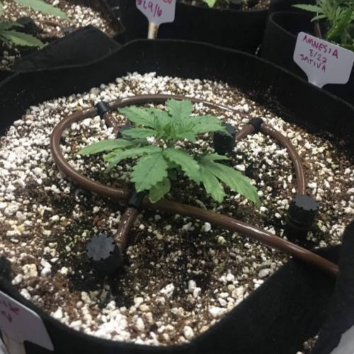 DIY Stealth Grow. Week 2 - BB X