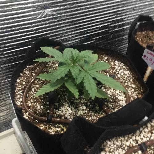 DIY Stealth Grow. Week 2 - Dark Devil