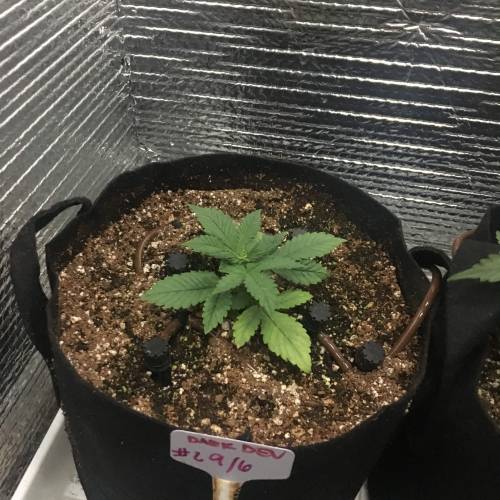 DIY Stealth Grow. Week 2 - BB X Runt