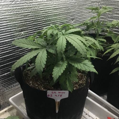 DIY Stealth Grow. Week 3