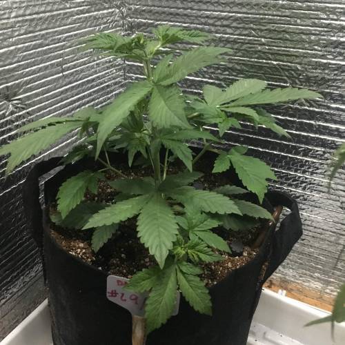 DIY Stealth Grow. Week 3