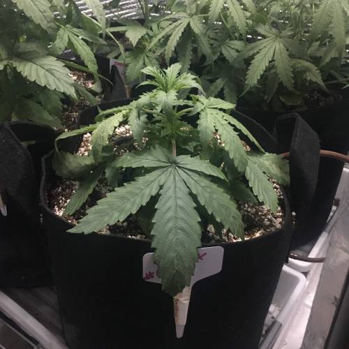 DIY Stealth Grow. Week 3